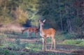 Hind in forest Royalty Free Stock Photo