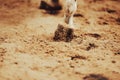 The hind leg of a gray horse that raises dust on a sandy arena with its hoof. Equestrian sports. Unshod hooves