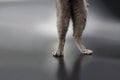 Hind legs grey cat steel on the surface