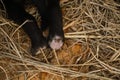 Hind legs of newborn black puppy on hay, close view from above. Tiny Alaskan husky from kennel of northern sled dogs