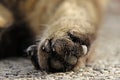 The hind paw of a brown and black cat with claws Royalty Free Stock Photo