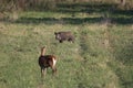 Hind and wild boar on meadow Royalty Free Stock Photo