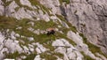 Hindelanger Klettersteig Gams Steinbock mountain Alpinism Rock climb bavaria