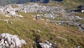 Hindelanger Klettersteig Gams Steinbock mountain Alpinism Rock climb bavaria