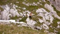 Hindelanger Klettersteig Gams Steinbock mountain Alpinism Rock climb bavaria