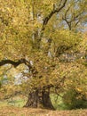 Hindenburglinde one of the Largest Trees in Germany