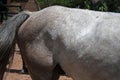 HINDQUARTER OF GREY HORSE Royalty Free Stock Photo