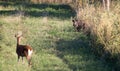 Hinds red deer standing on meadow Royalty Free Stock Photo