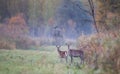 Hinds standing in forest