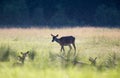 Hinds walking on meadow at sunset