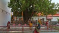 Hindu devotees circling around ancient holy rudraksha tree,