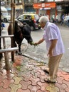 Hindu Devotees feeding a Cow whom they consider a divine bovine-goddess Kamadhenu. Royalty Free Stock Photo