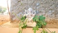 Hindu lord ganash or ganpati. Statue of god ganasha isolated on a cemented background.