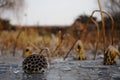 Hindu lotus seedpod with ice in winter Royalty Free Stock Photo