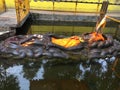 Hindu novices clean the statue of the Floating Vishnu