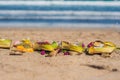 Hindu offerings and gifts to god on the beach in Bali, Indonesia Royalty Free Stock Photo