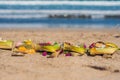 Hindu offerings and gifts to god on the beach in Bali, Indonesia Royalty Free Stock Photo