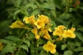 Hindu Parijat flower