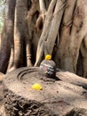 Hindu people offer prayers to shiv linga,symbolic form of God Shiva. Krishna Koyna Pritisangam, karad, satara, India. Royalty Free Stock Photo