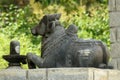 Hindu religion worships bull as a Lord Shiva pet. Usually it is found in all the temples. It is because the good things it offers