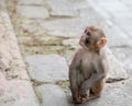 Hindu Rhesus Monkey - Kathmandu, Nepal