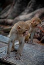 Hindu Rhesus Monkey - Kathmandu,  Nepal Royalty Free Stock Photo