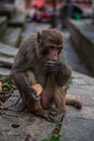 Hindu Rhesus Monkey - Kathmandu, Nepal