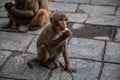 Hindu Rhesus Monkey - Kathmandu,  Nepal Royalty Free Stock Photo