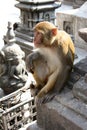 Hindu Rhesus Monkey - Nepal