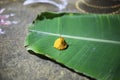 Hindu rituals offering Royalty Free Stock Photo