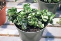 A Hindu Rope Hoya plant in a green pot