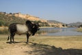 In Hinduism, cows are thought to be sacred Royalty Free Stock Photo