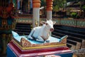 Hinduism. Sacred cow. Clay statue in the courtyard of a Hindu temple. Religion Of India. White painted cow, close-up