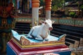 Hinduism. Sacred cow. Clay statue in the courtyard of a Hindu temple. Religion Of India. White painted cow, close-up Royalty Free Stock Photo