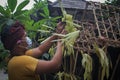 Preparations for Nyepi Day