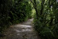 Bush path, Hinemoa\'s Steps Rotoiti Royalty Free Stock Photo