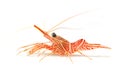 Hinge-beak shrimp, camel shrimp, dancing shrimp is Royalty Free Stock Photo
