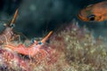 Hinge-beak Shrimp Rhynchocinetes durbanensis on the coral reef. Underwater photography Royalty Free Stock Photo