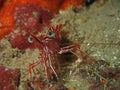 Hinge-beak Shrimp Rhynchocinetes durbanensis on hard coral during leisure dive in Sabah, Borneo. Royalty Free Stock Photo