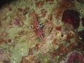 Hinge-beak Shrimp Rhynchocinetes durbanensis on hard coral during leisure dive in Sabah, Borneo. Royalty Free Stock Photo