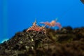 Hinge- beak shrimp in water tank, It is beautiful small shrimp in fish tank Royalty Free Stock Photo