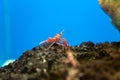 Hinge- beak shrimp in water tank, It is beautiful small shrimp in fish tank Royalty Free Stock Photo