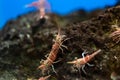 Hinge- beak shrimp in water tank, It is beautiful small shrimp in fish tank Royalty Free Stock Photo