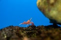 Hinge- beak shrimp in water tank, It is beautiful small shrimp in fish tank Royalty Free Stock Photo