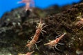 Hinge- beak shrimp in water tank, It is beautiful small shrimp in fish tank Royalty Free Stock Photo