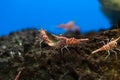 Hinge- beak shrimp in water tank, It is beautiful small shrimp in fish tank Royalty Free Stock Photo