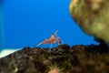 Hinge- beak shrimp in water tank, It is beautiful small shrimp in fish tank Royalty Free Stock Photo