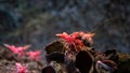 Hinge- beak shrimp in water tank, It is beautiful small shrimp in fish tank Royalty Free Stock Photo