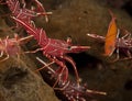 Hingebeak Shrimp Royalty Free Stock Photo