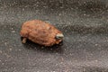 Hinged Tortoise